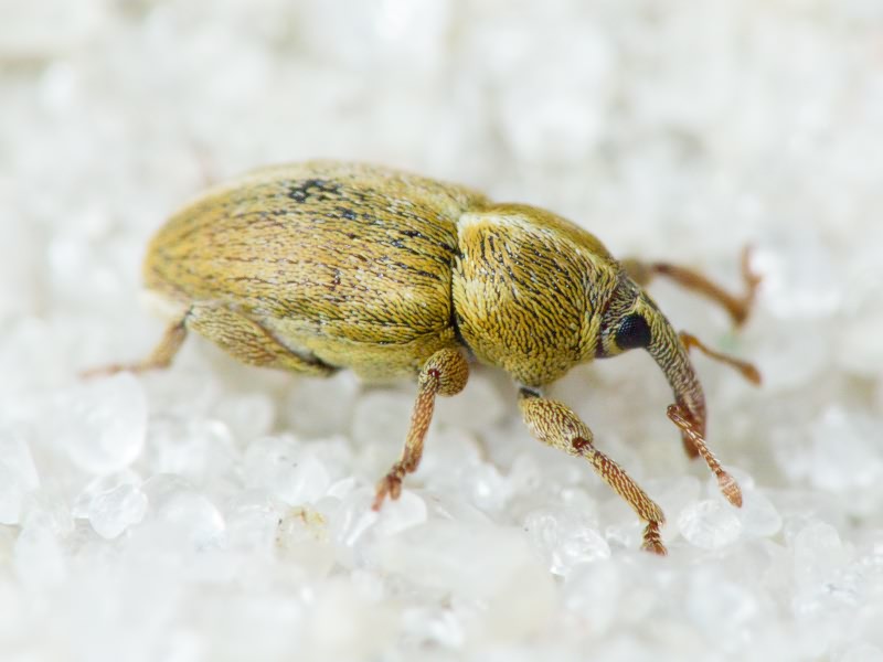 Tychius trivialis Boheman, 1843